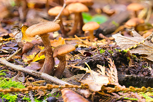 Masses of Honey Fungus growing on the forest floor in Pembrokeshire, Wales.