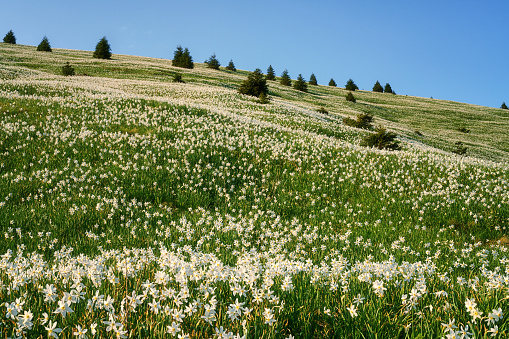 Lush green pasture and crisp white oxeye daisies (Leucanthemum vulgare) in this picturesque sunny summer meadow under big blue skies. ProPhoto RGB profile for maximum color fidelity and gamut.
