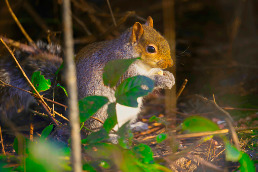 Grey Squirrel (Sciurus carolinensis) hiding in woods and about to enjoy a nut feast.
