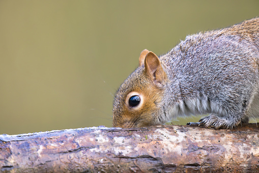 Grey Squirrel (Sciurus carolinensis) portrait.