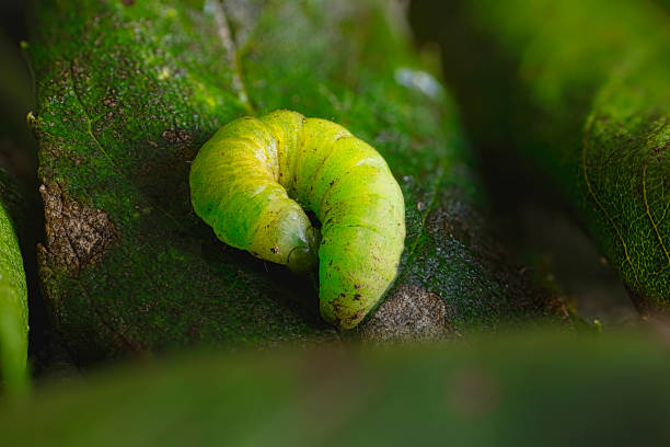 Lepidoptera larvae in the wild, North China