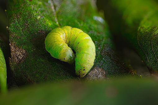 Late Autumn shot of a bright green caterpillar resting on a leafy bush.