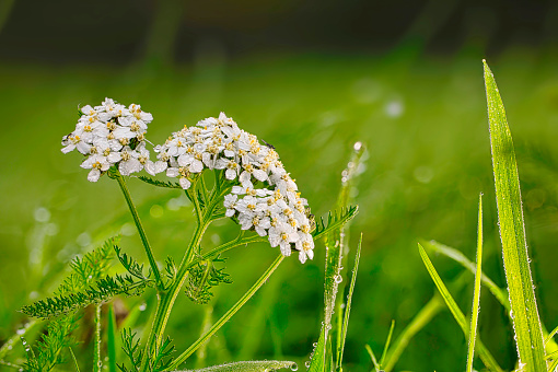 Yarrow thriving in a meadow in Pembrokeshire, Wales