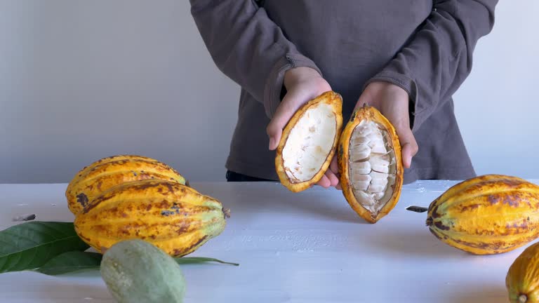 Cut in half fresh yellow ripe cacao pods reveals cacao beans, slide cacao fruit in hand. 4k video