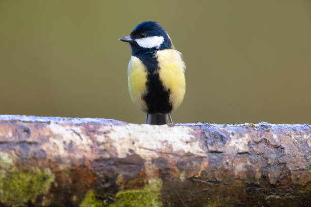 Great Tit (Parus major) standing on a woodland branch in Winter.
