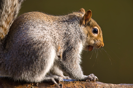 Close-up of a wild Grey Squirrel sitting on a branch eating a nut in Winter,