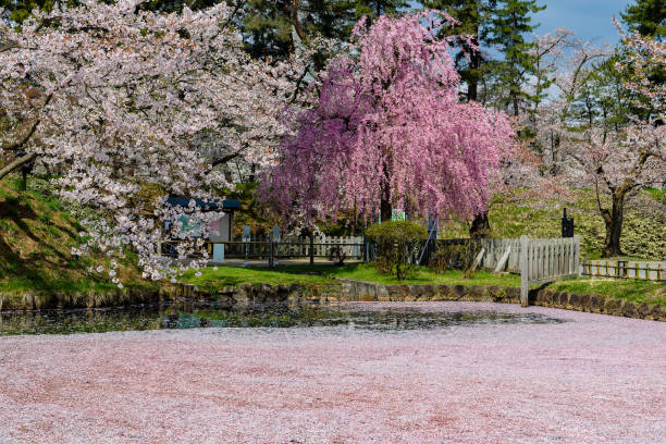 istock Beautiful, colorful Sakura (Cherry Blossom) during peak blooming season in spring 2027529836