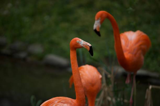 istock Closeup flamingo head and beak 2027531412