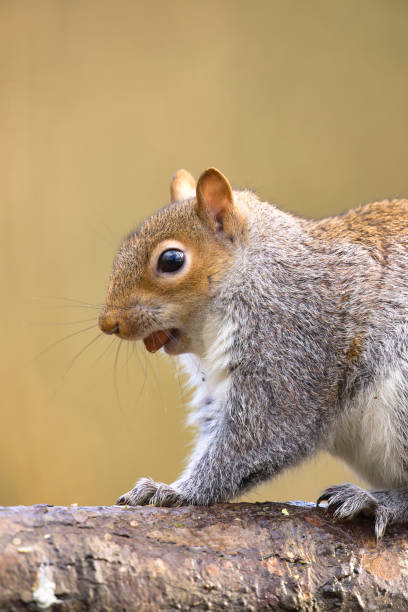 istock Gray squirrel eating peanuts in the early morning sun 2027531421