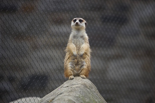 Portrait of a cute Meerkat standing on a trunk in a zoo