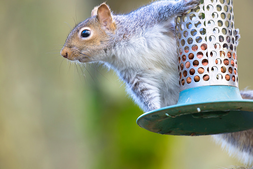 Grey Squirrel (Sciurus carolinensis) about to enjoy a nut feast.