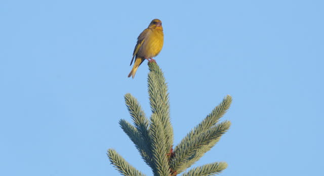 Greenfinch (Chloris chloris) - singing bird