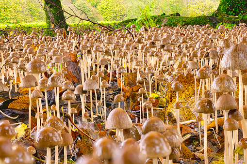 Forest of fungus sprouting in a shady spot in Pembrokeshire, Wales.