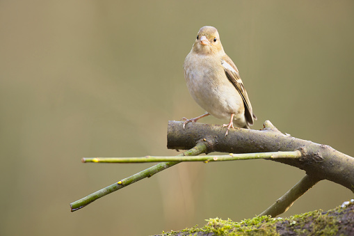 Female Chaffinch (Fringilla coelebs) perching on a branch in Wales in Winter.