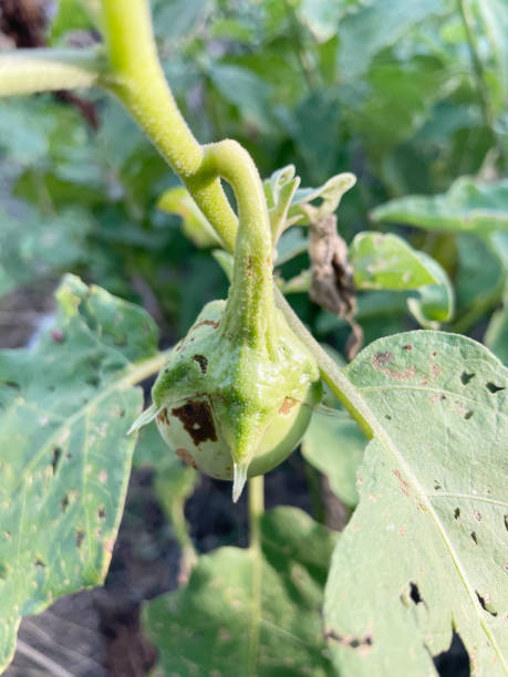 istock fresh eggplant in the garden 2027540438