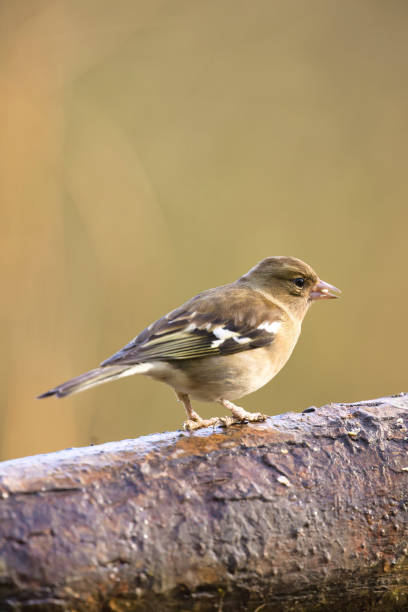 istock Female Chaffinch resting on a branch 2027540949