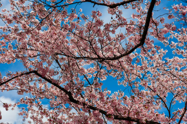 istock Vivid pink Cherry Blossom (Sakura) with a blue sky behind during the springtime 2027541992