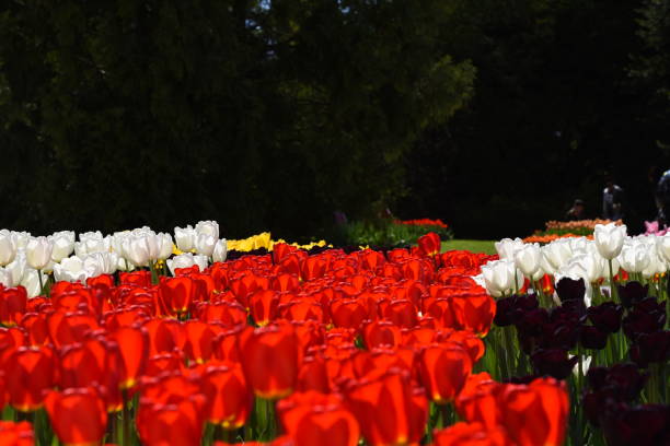 Tulip Festival Morges Vaud Switzerland\nLake Geneva and Mont Blanc