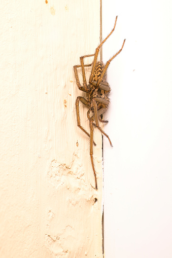 Tegenaria domestica, the domestic house spider resting by the corner of a room.