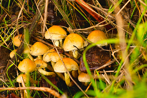 Clump of fungus growing, hidden away, on the forest floor in Pembrokeshire, Wales.