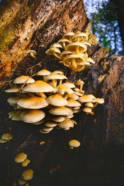 Clump of fungus growing, hidden away, inside a hollow tree trunk in Pembrokeshire, Wales.