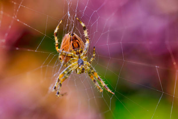 Close-up of a spider 스톡 사진