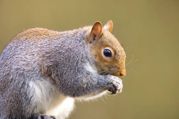 istock Close-up of a grey squirrel 2027559274