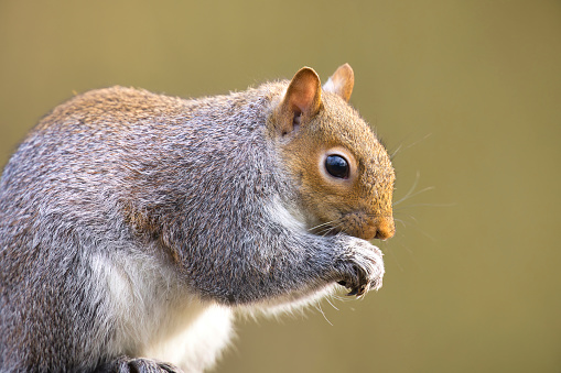Close up of a grey squirrel yawning, UK.