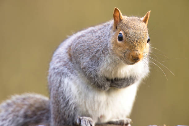 istock Close-up of a grey squirrel 2027559809