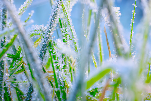 Close-up of stalks of grass covered in ice crystals in Winter.