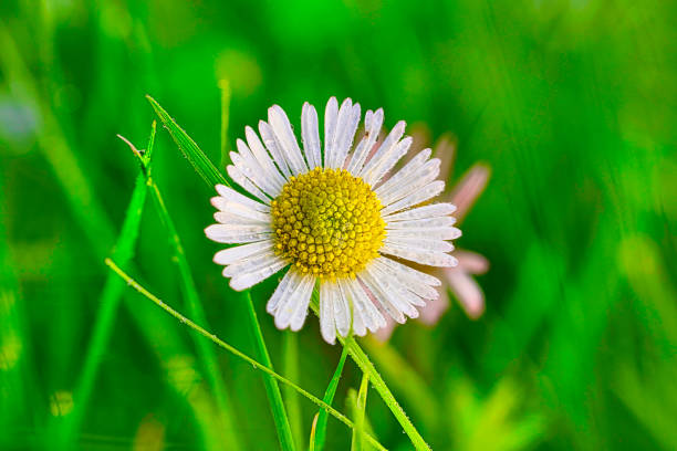 wet petals