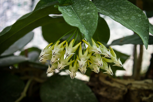 hoya multiflora flower close-up.  hoya multiflora flowering in the greenhouse