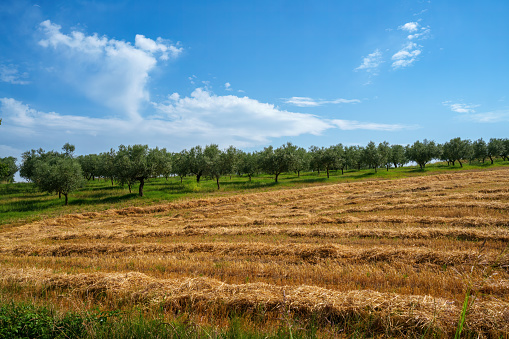 Country landscape near Loreto Aprutino,  Pescara province, Abruzzo, Italy, at summer