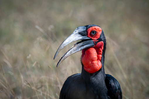 ground hornbills (Bucorvidae) are a family of the order Bucerotiformes, with a single genus Bucorvus and two extant species. The family is endemic to sub-Saharan Africa