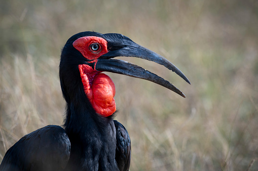 ground hornbills (Bucorvidae) are a family of the order Bucerotiformes, with a single genus Bucorvus and two extant species. The family is endemic to sub-Saharan Africa