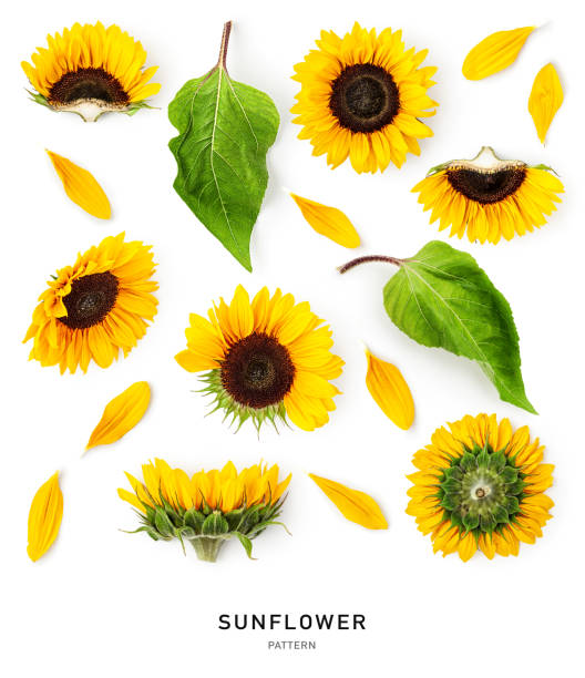 istock Sunflower flower, leaf and petals pattern set isolated on white background 2027594269