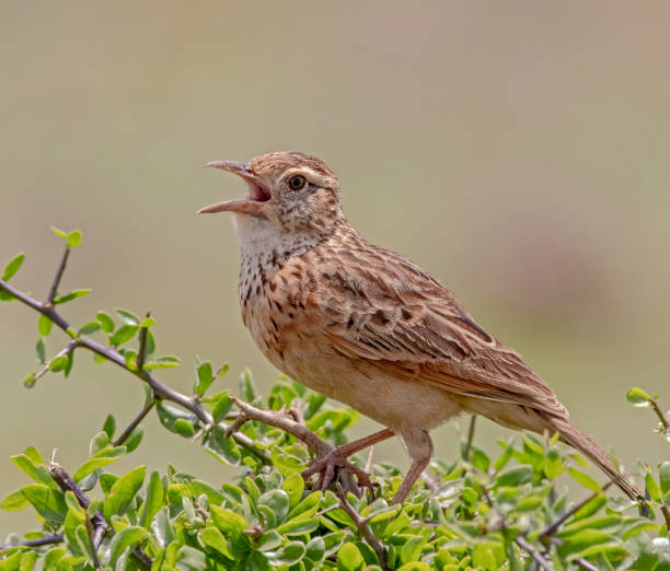 Rufus Naped Lark A Rufus naped lark singing his heart out to the day. rufous naped lark mirafra africana stock pictures, royalty-free photos & images