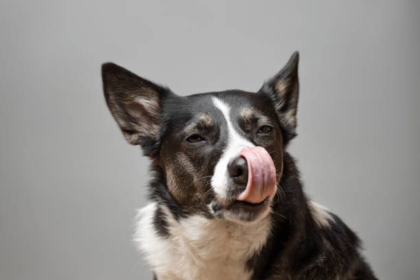 Black and white cute dog licking nose portrait Black and white cute dog licking nose portrait. This file is cleaned and retouched. licking nose stock pictures, royalty-free photos & images