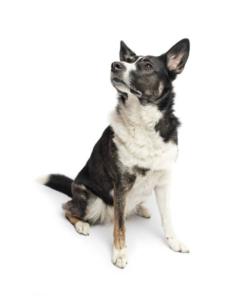 istock Black and white cute dog looking up and sitting on white 2027595887