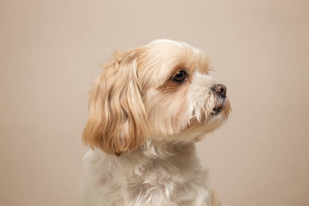 istock Cute small dog studio portrait. Shih tzu and maltese mix 2027596421