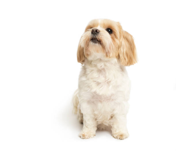 Cute small dog sitting studio shot on white background. Shih tzu and maltese mix Cute small dog sitting studio shot on white background. Shih tzu and maltese mix. This file is cleaned and retouched. tibetan lion dog stock pictures, royalty-free photos & images