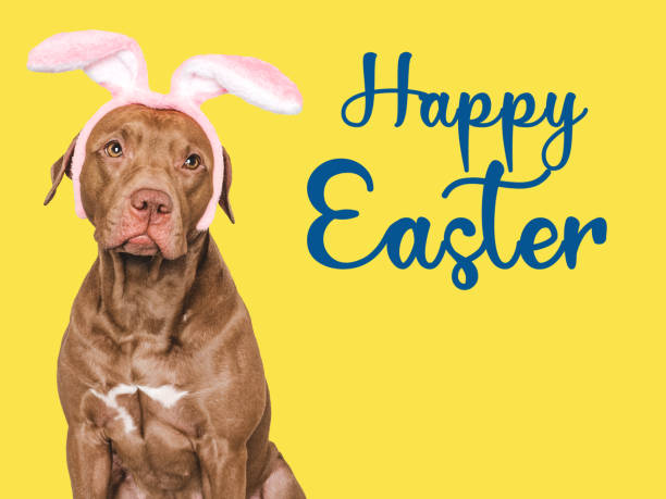 istock Happy Easter. Brown dog and a basket of Easter eggs 2027600716
