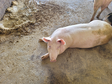 An adult pig lies comfortably in its enclosure, enjoying a rest on the farm, Mexico