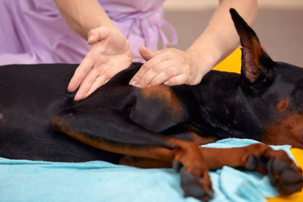 istock big dog lying on the floor and gets a massage on its thight 2027624886