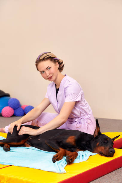 istock big dog lying on the floor and gets a massage on its thight 2027625050