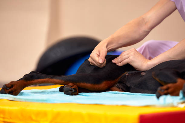 istock big dog lying on the floor and gets a massage on its thight 2027625127