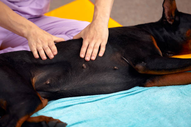 istock big dog lying on the floor and gets a massage on its thight 2027625246