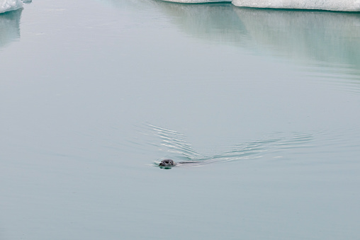 Grey seal (Halichoerus grypus) swimming between icebergs floating  in the Jokulsalon glacier lagoon in Iceland during a summer day. The Jökulsárlón Glacier Lagoon is a stunning glacial lake in Iceland, located in the southeastern part of Iceland, near Vatnajökull National Park.