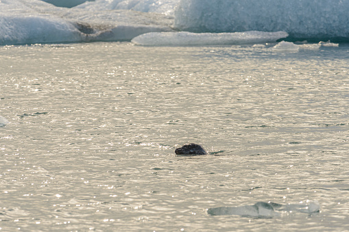 Grey seal (Halichoerus grypus) swimming in between icebergs floating  in the Jokulsalon glacier lagoon in Iceland
