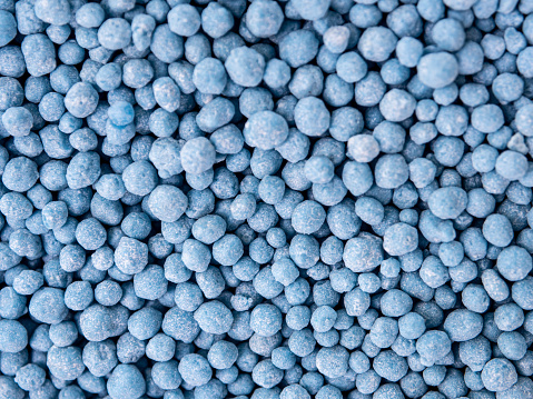 Small blue round granules are chemical fertilizers formulated to speed up flowers